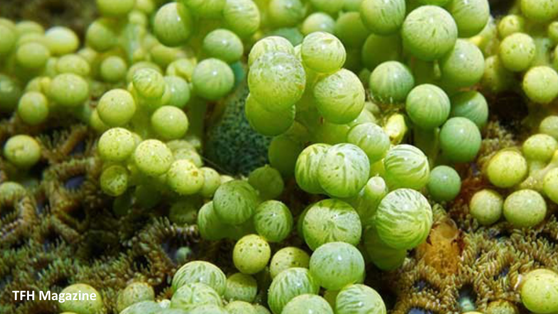 Popular Piscenes - Borbonius Anthias thumbnail image