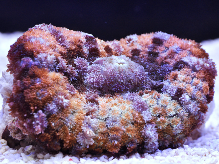 Not your Average Scopas Tang! thumbnail image