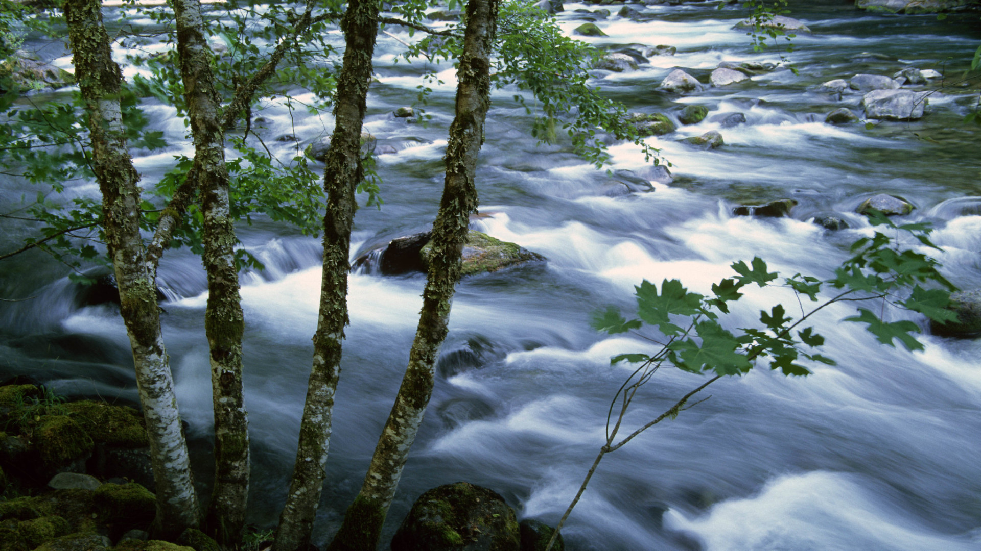 Fish, Forests and Fungi thumbnail image