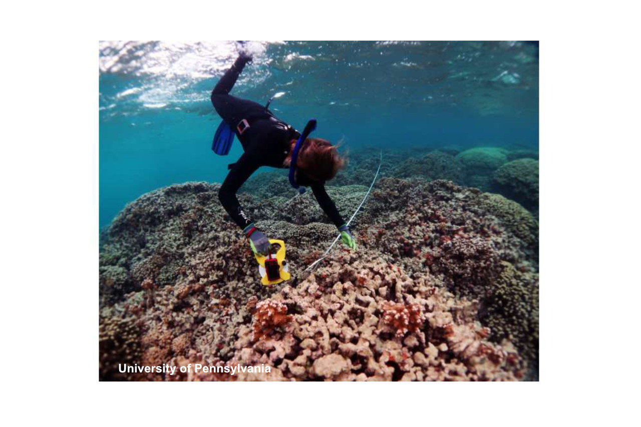 Research reveals that corals are adapting to climate change in complex and varied ways thumbnail image