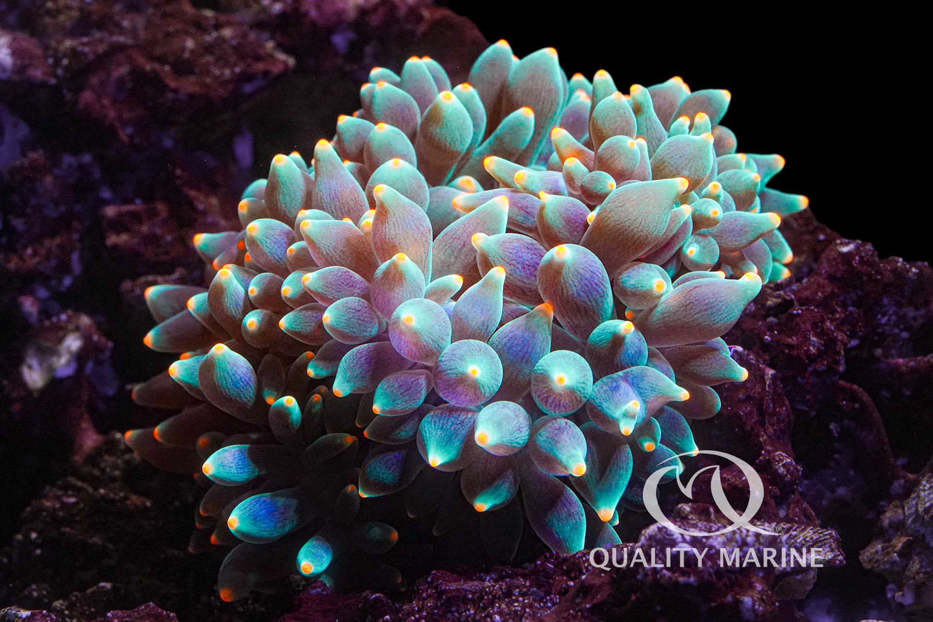 Interesting Inverts: Bulb or Bubble Anemones (Entacmaea quadricolor) thumbnail image