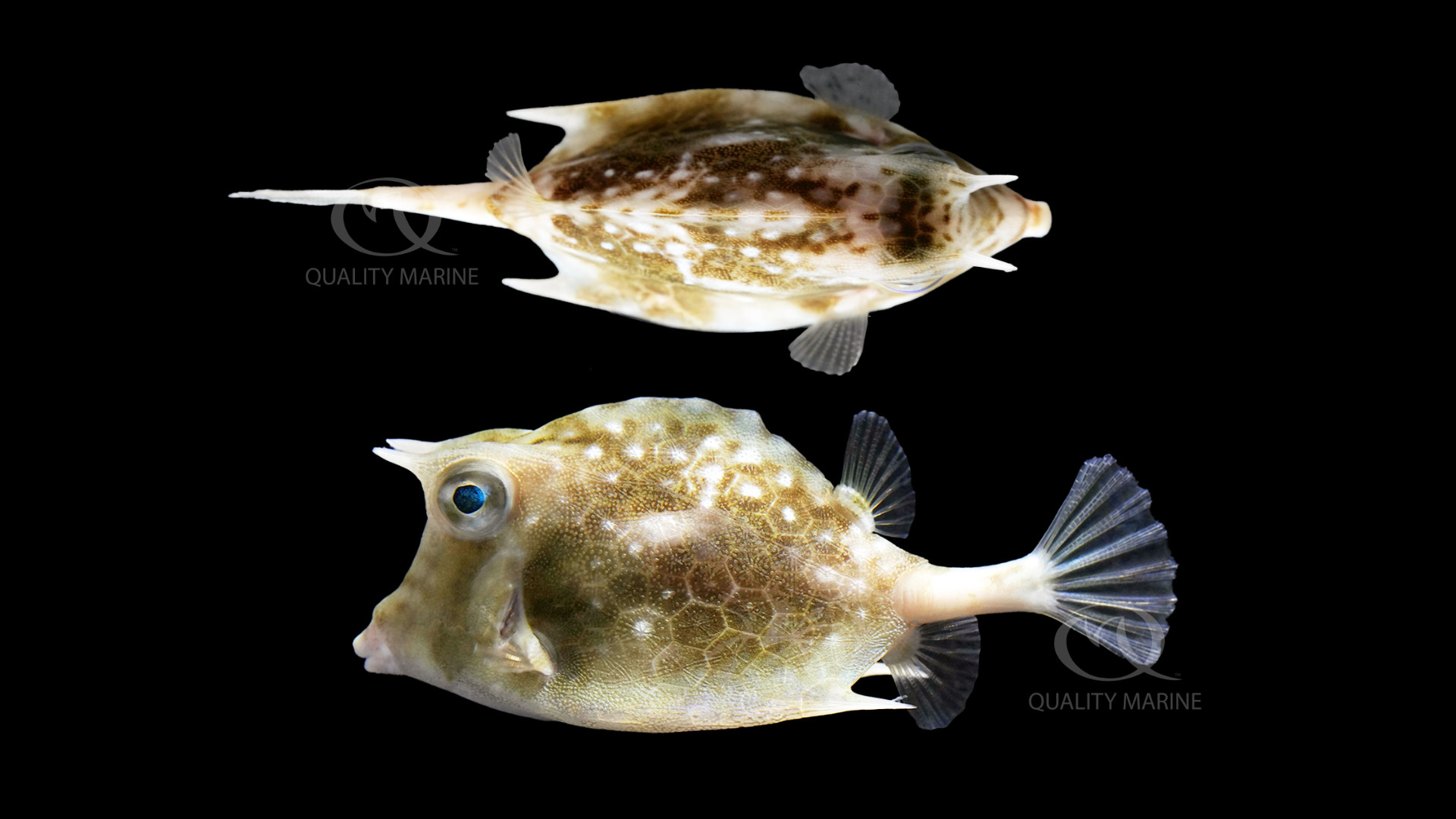 Island Boxfish thumbnail image
