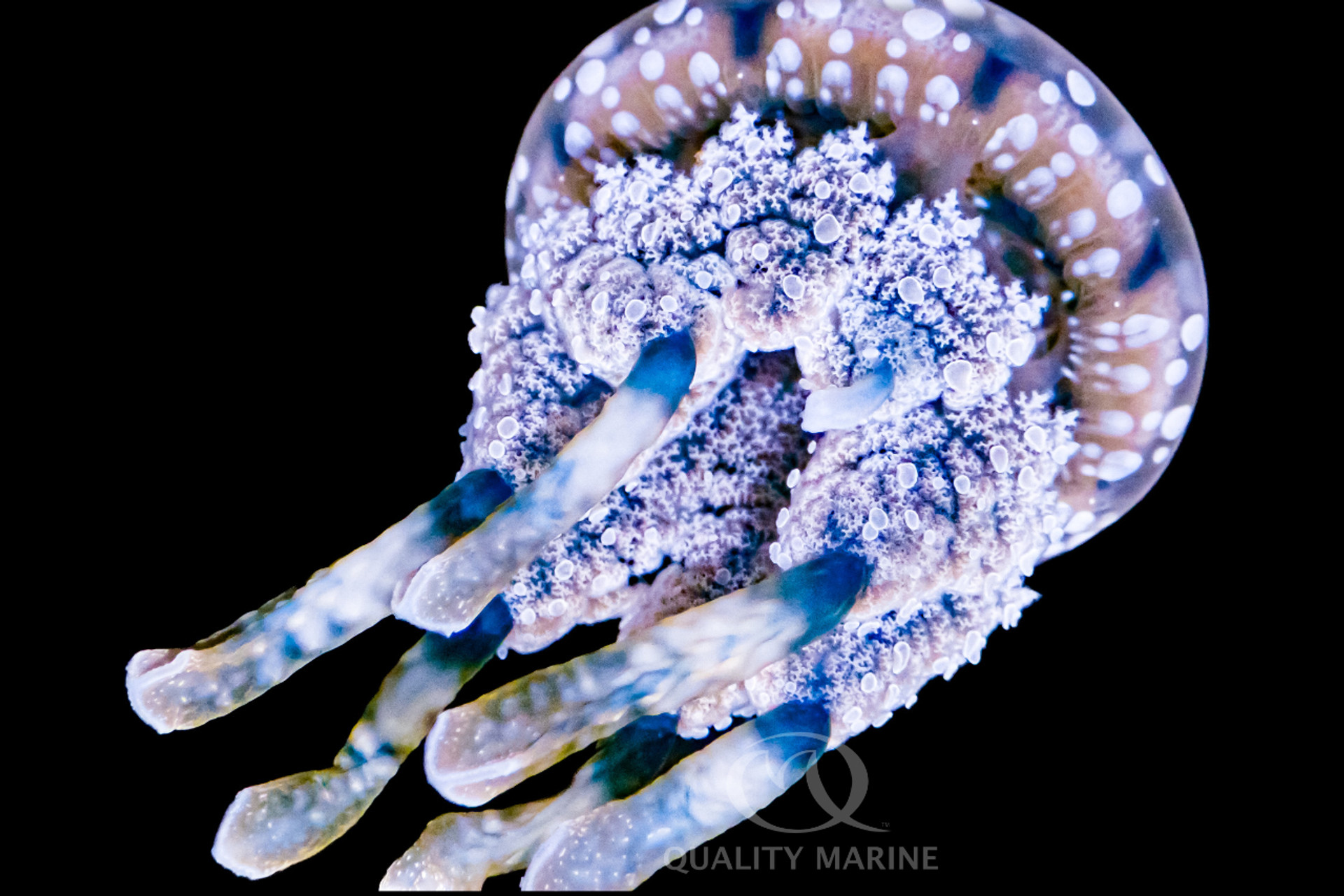 Wolf And The Jellyfish thumbnail image