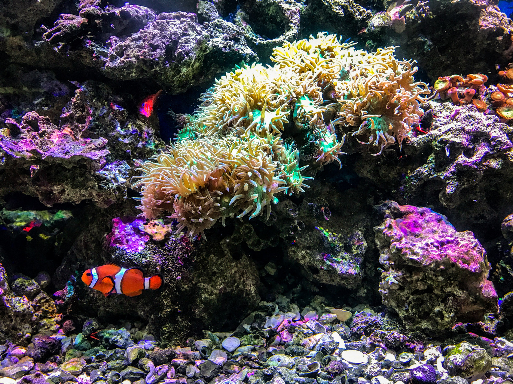 Reef, Au Natural! thumbnail image