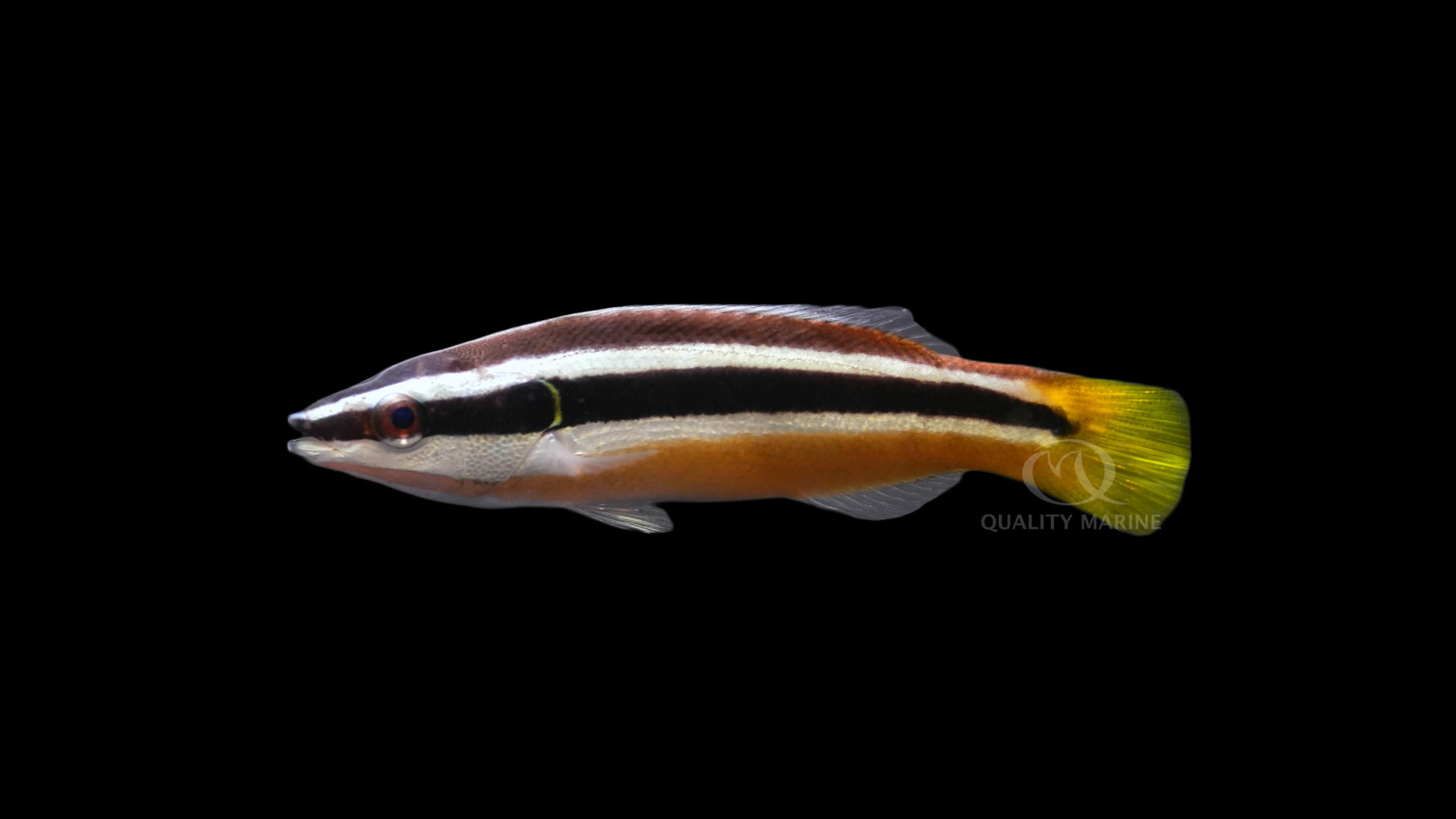 Jewel Like Juliis thumbnail image