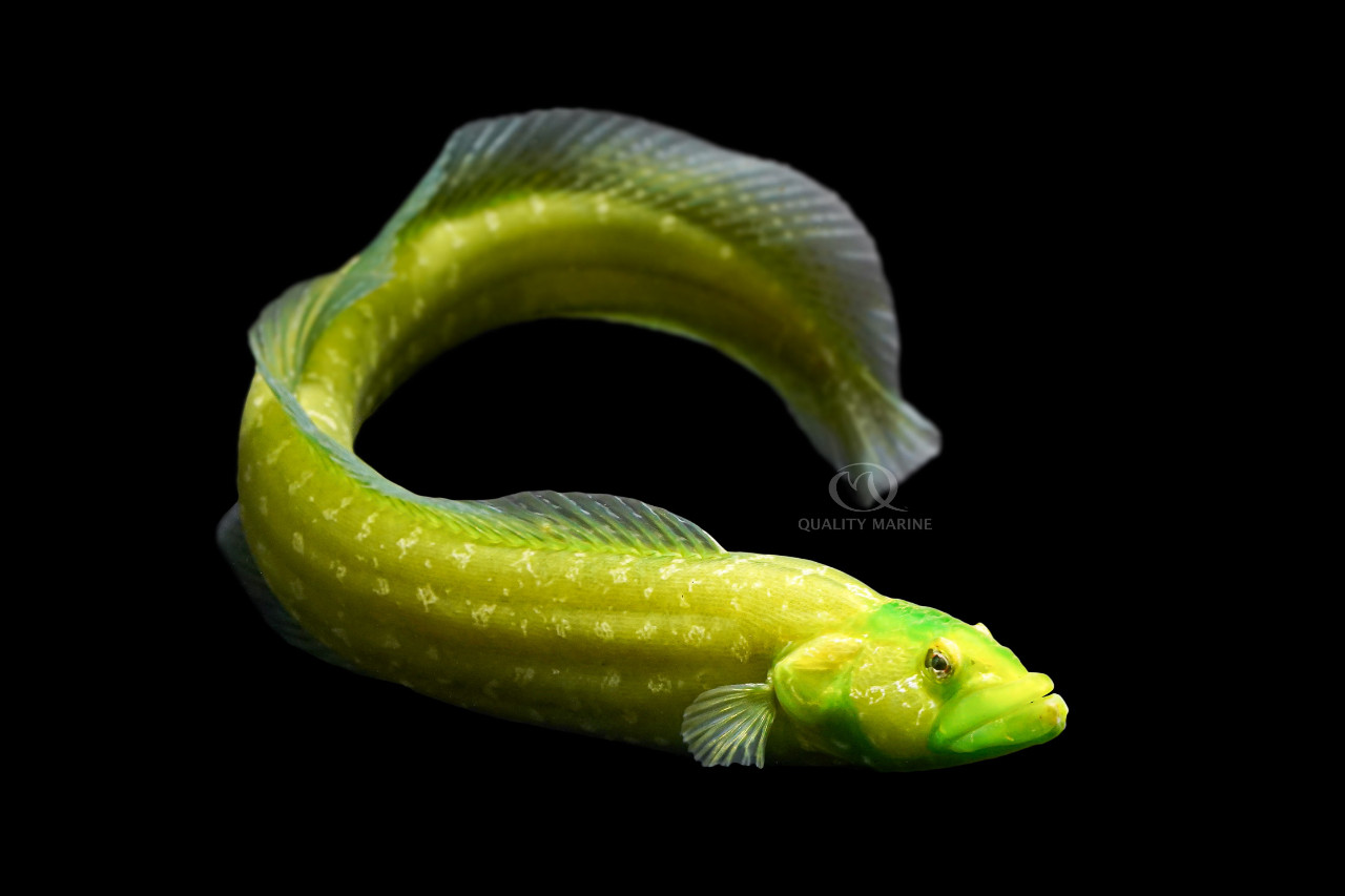 The Wolf of Water Street thumbnail image