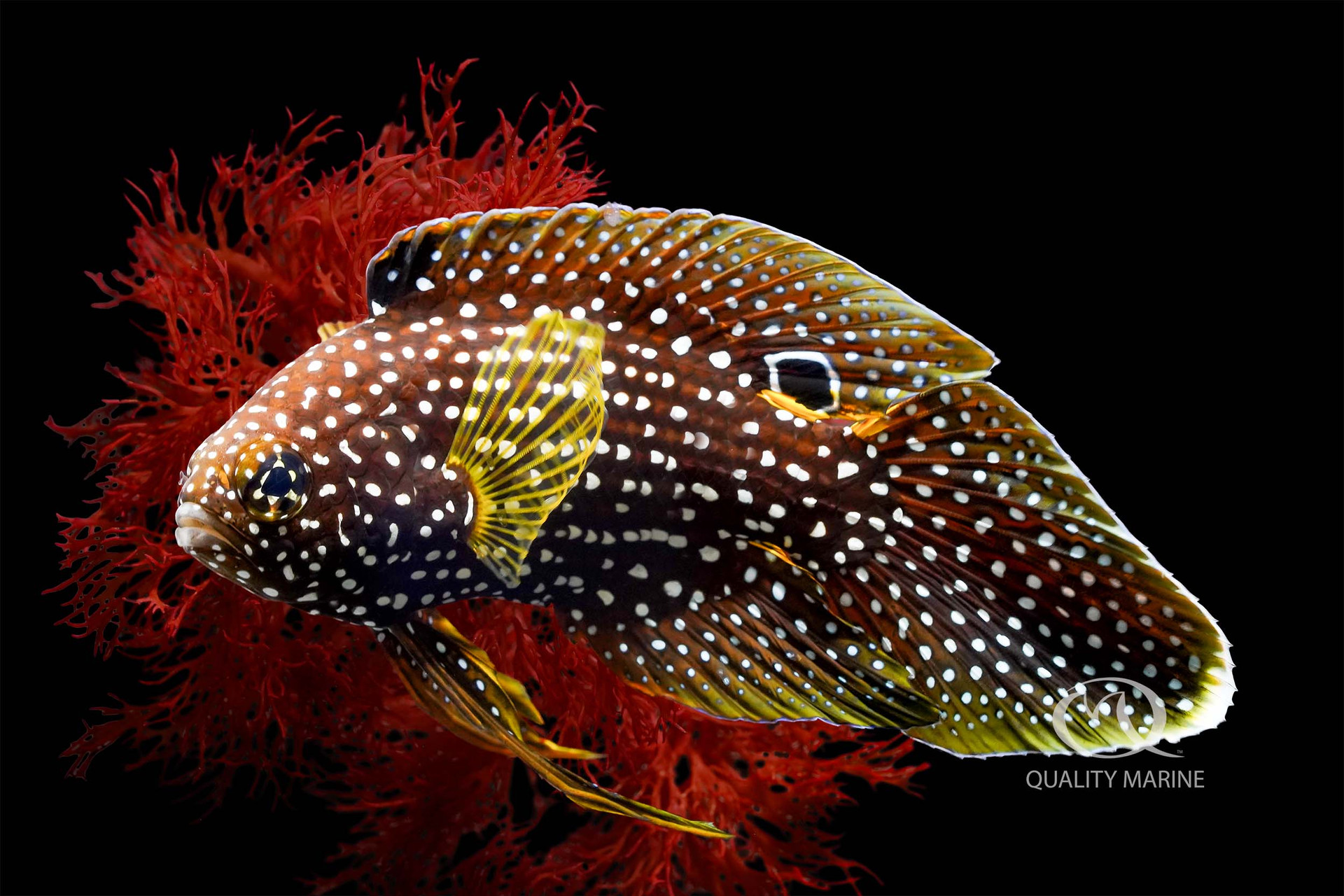 A Marine Betta Fish? Weeeeel.... thumbnail image