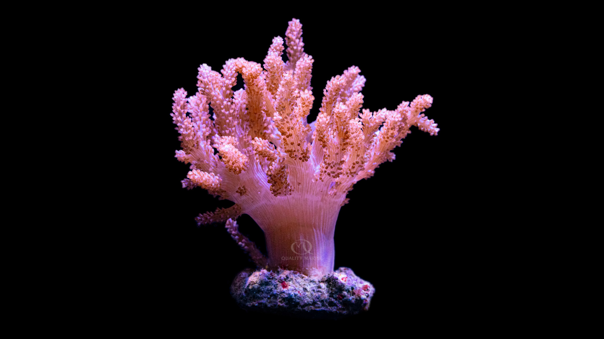 Kenya Check This Out? Quality Marine