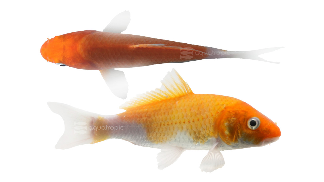 Keeping Koi Cool thumbnail image