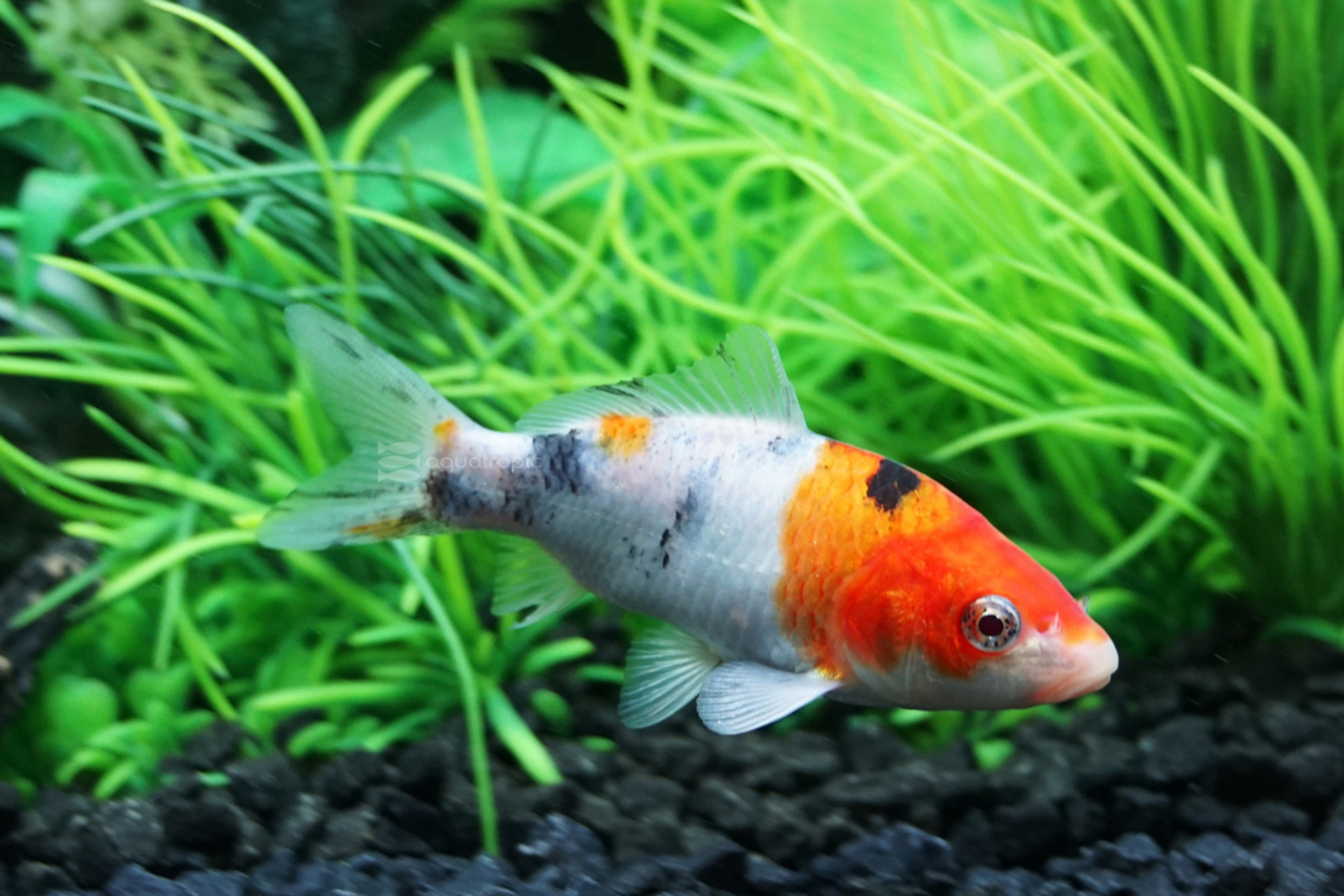 Fall is the time for winterizing your pond thumbnail image