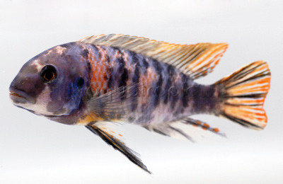 Exploring Mbuna Biodiversity thumbnail image