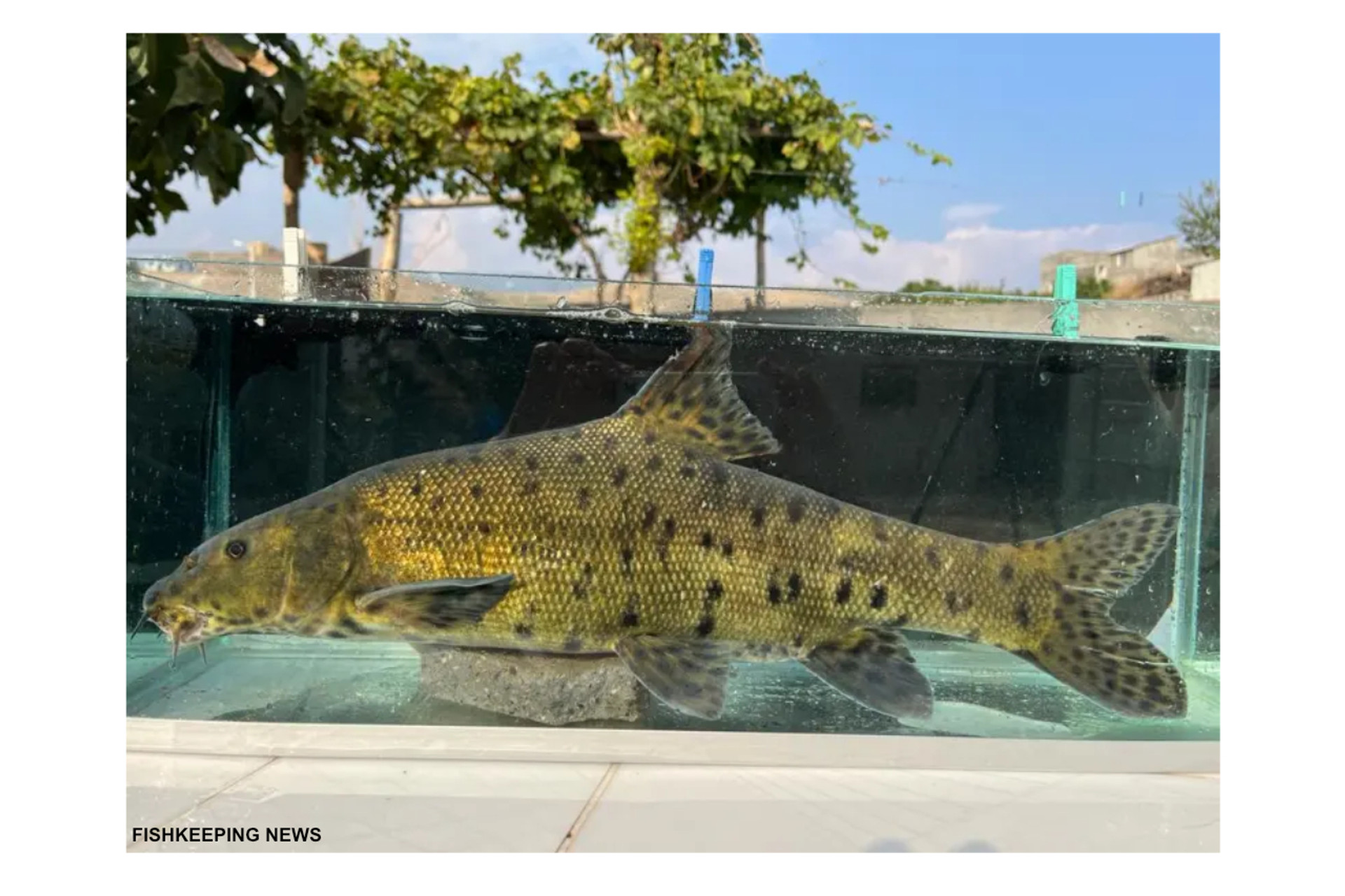 Leopard Barbel Rediscovered in Turkish River thumbnail image