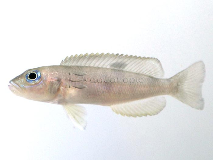 Hecq’s Shelldweller (Lepidiolamprologus hecqui) thumbnail image