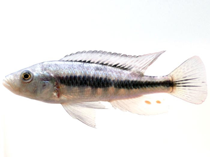 Mutumbi Hunter (Lipochromis sp.) thumbnail image