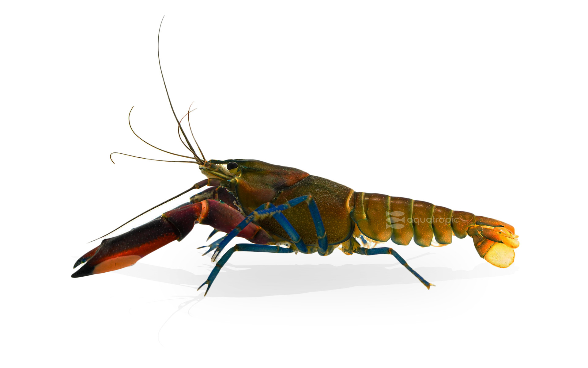 The Most Peaceful Red Tiger You'll Ever Meet thumbnail image