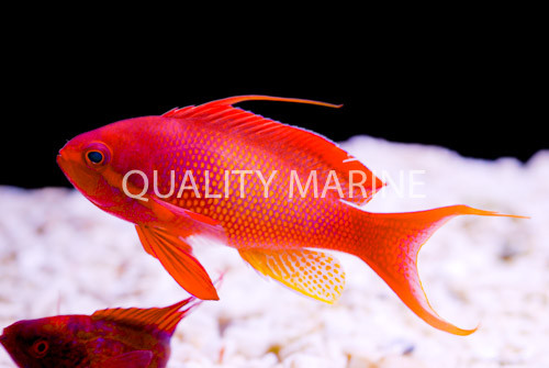 Lyretail Anthias thumbnail image
