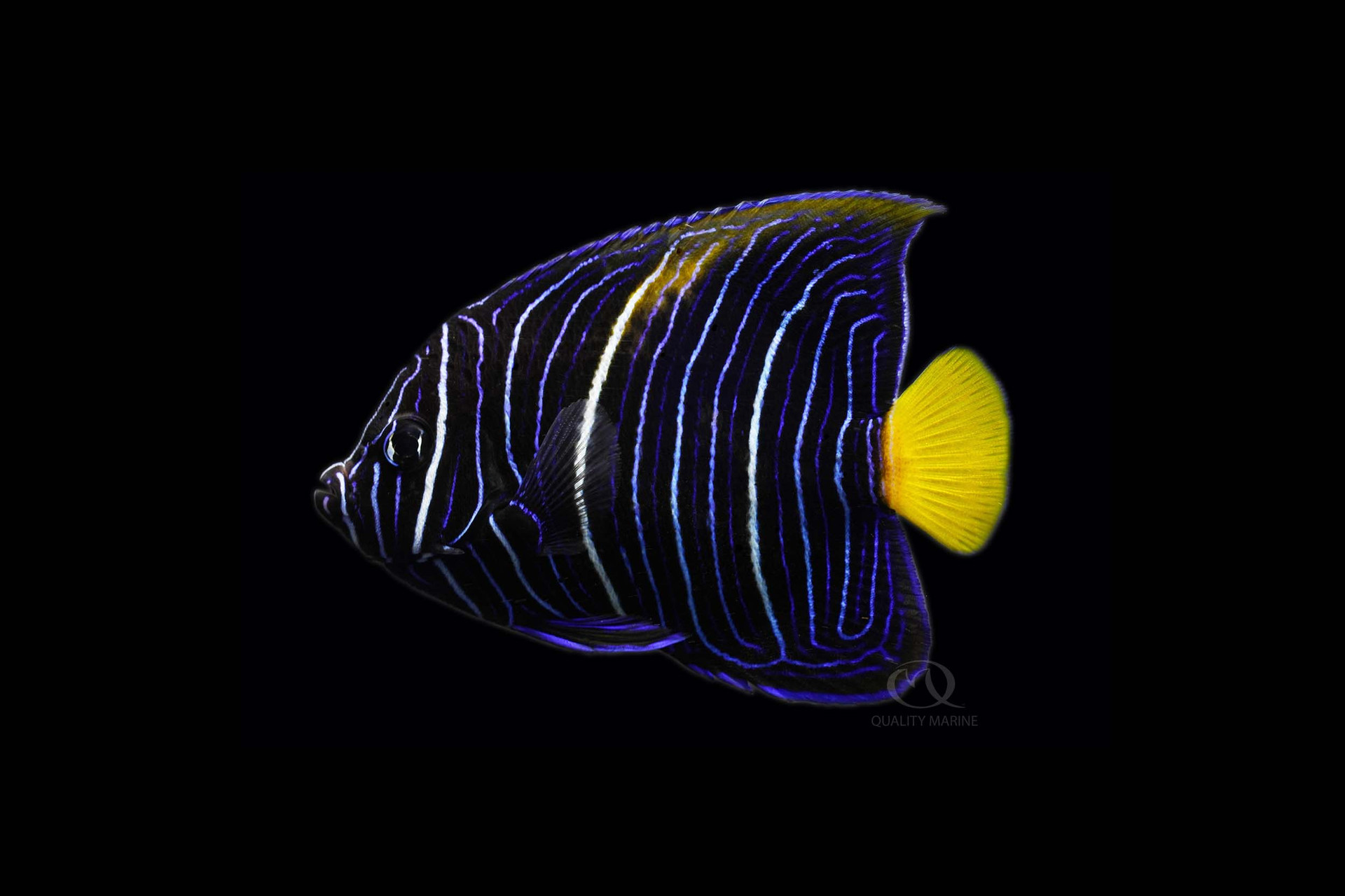 Maculosus Angel thumbnail image