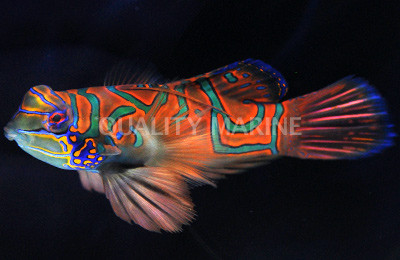 Revisited - Mandarin Gobies thumbnail image