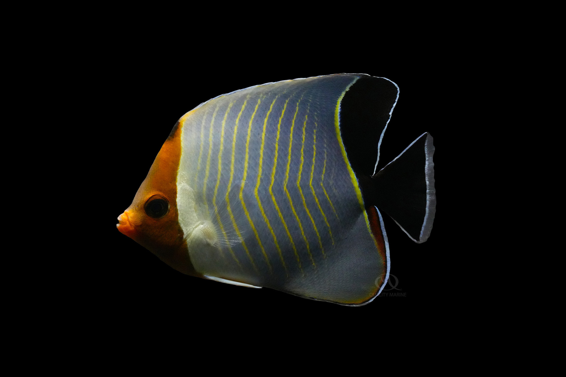 Mask Orange Face Butterfly thumbnail image