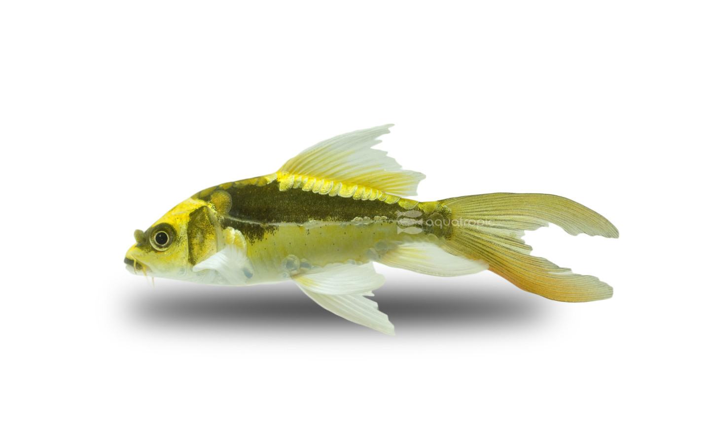 Koi Questions thumbnail image