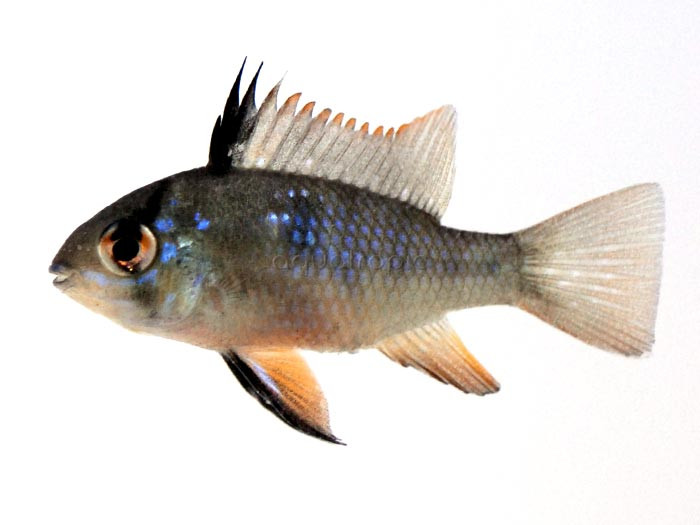 Black Ram Cichlid (Microgeophagus ramirezi) thumbnail image