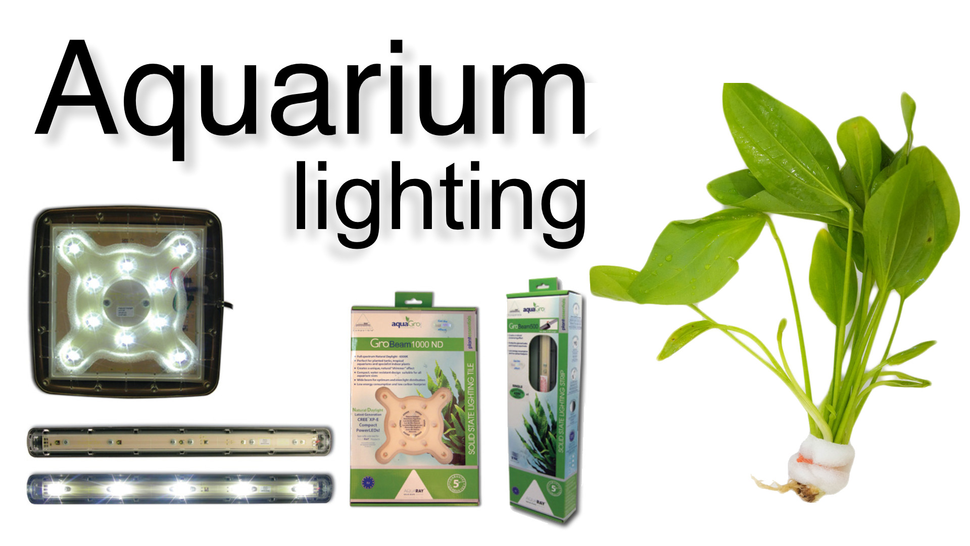 The Lowdown on Lights thumbnail image