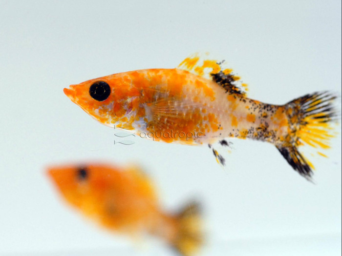 Gold Molly (Poecilia sphenops) thumbnail image