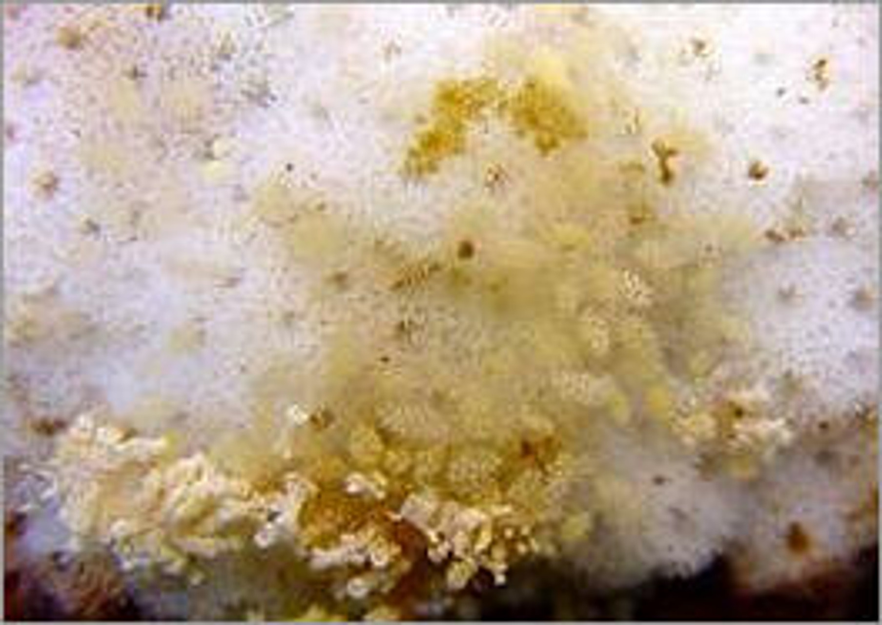 Revisited: The Montipora Eating Nudibranch thumbnail image