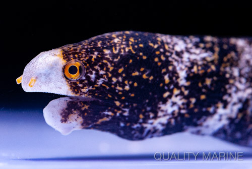 Morays In The Reef Tank? thumbnail image