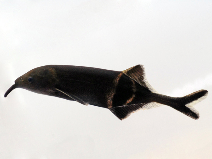 Elephant Nose (Mormyid sp.) thumbnail image