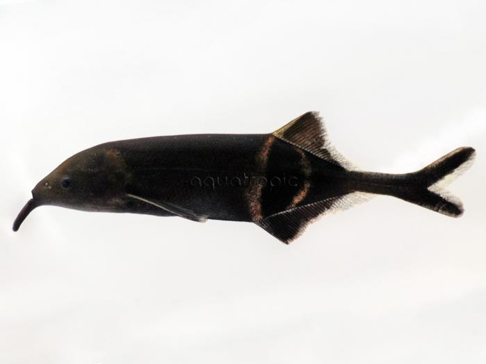 The Fishes Of Africa (That Aren’t Rift Lake Cichlids) - Part Two thumbnail image