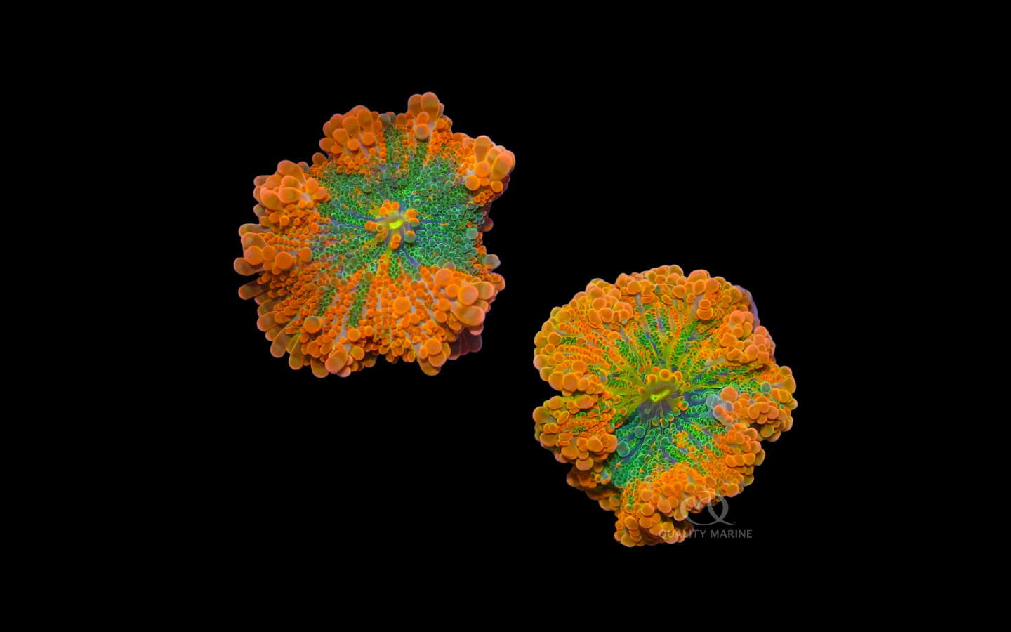 Ultra Yuma Mushroom  thumbnail image