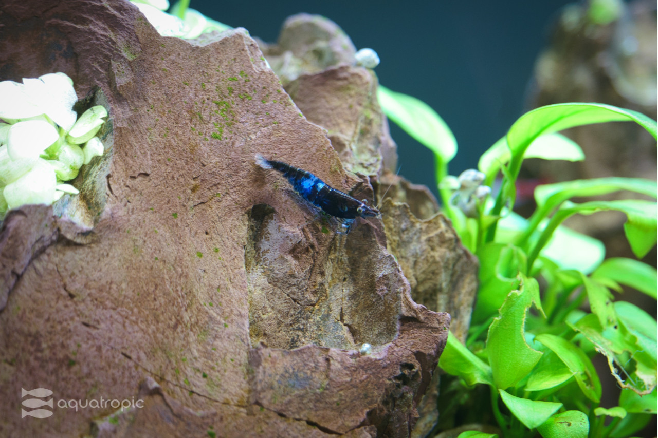 You Need a Neocaridina Shrimp Tank thumbnail image