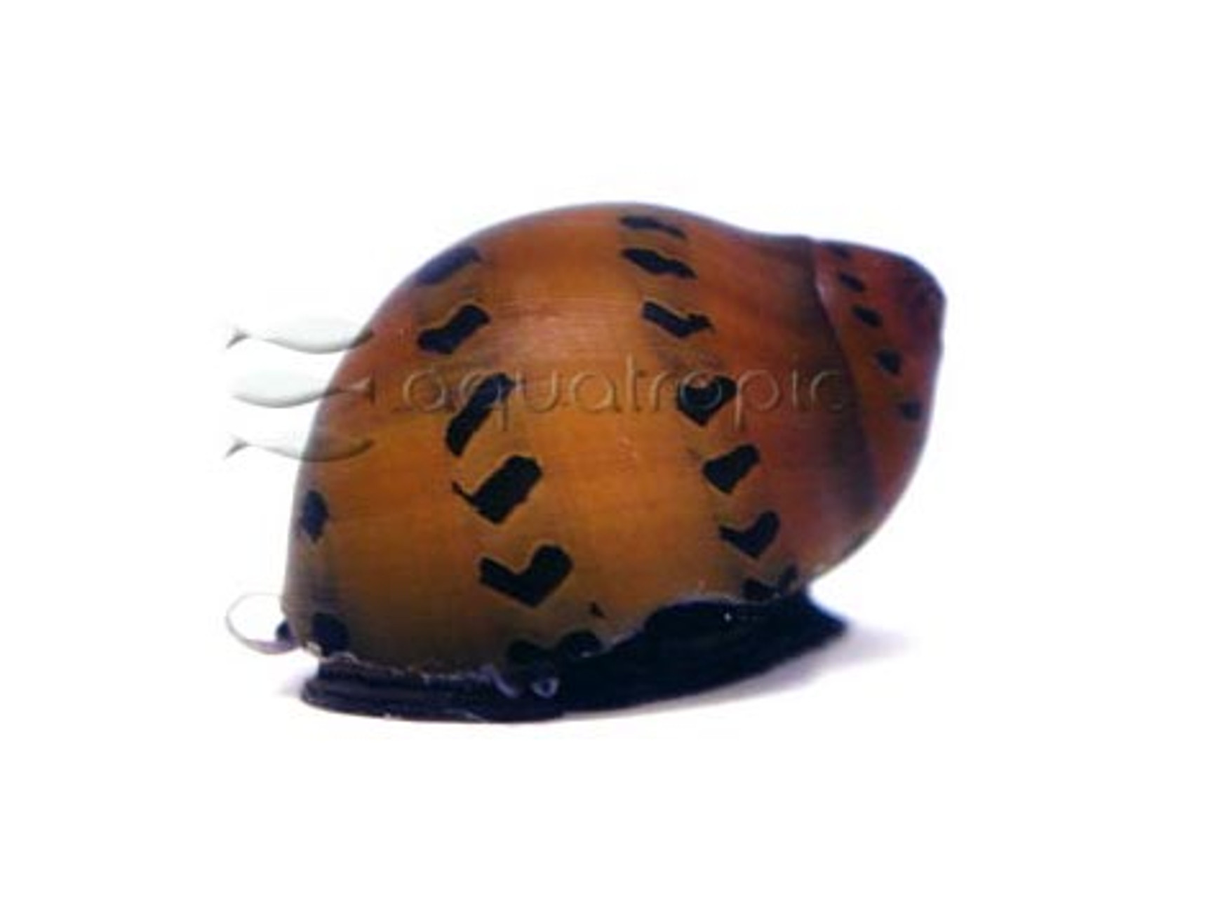 Nerite Tiger Snail ( Neritina sp.) thumbnail image