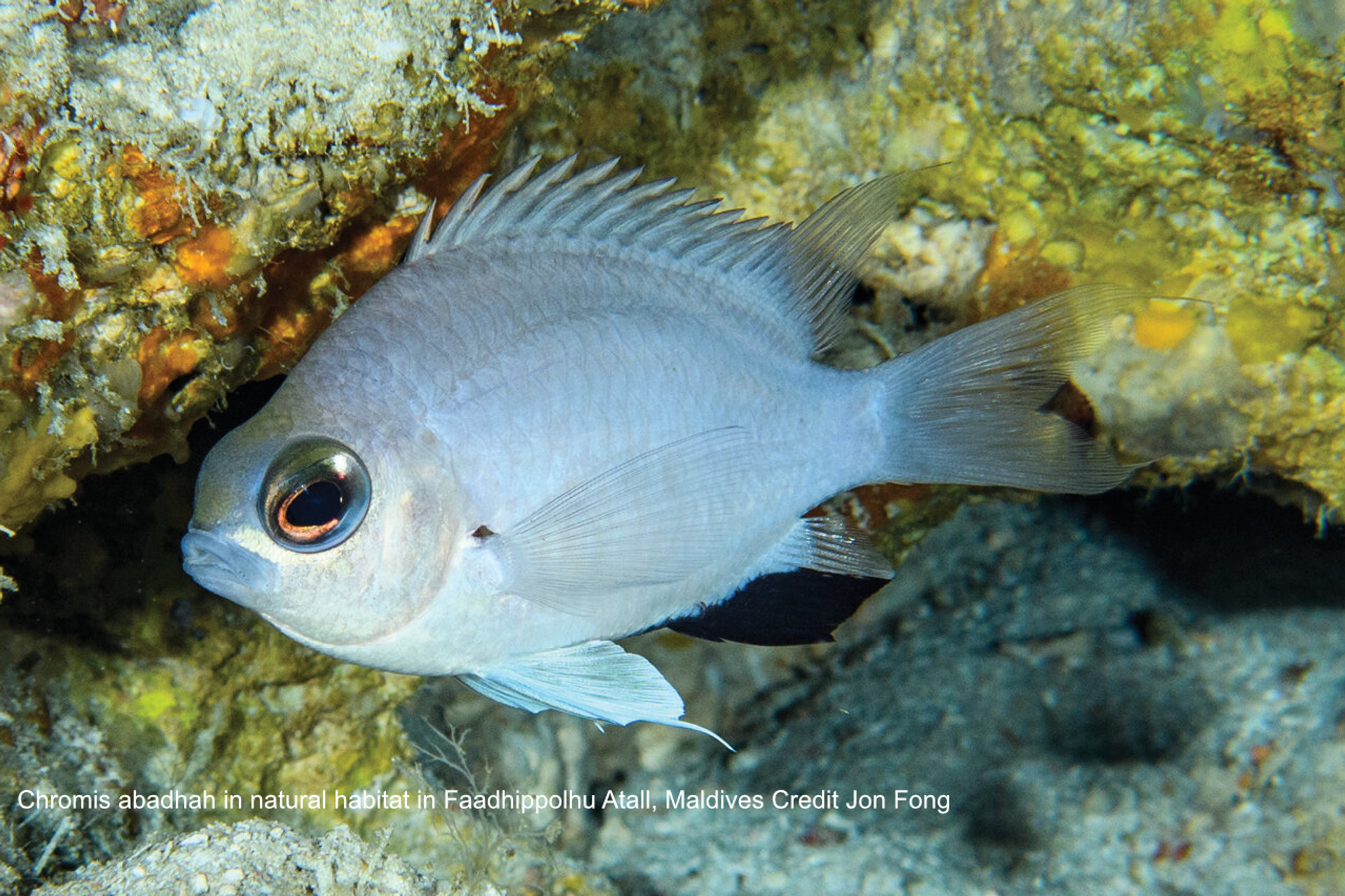 New species of damselfish discovered in deep-sea coral reefs of Maldives thumbnail image