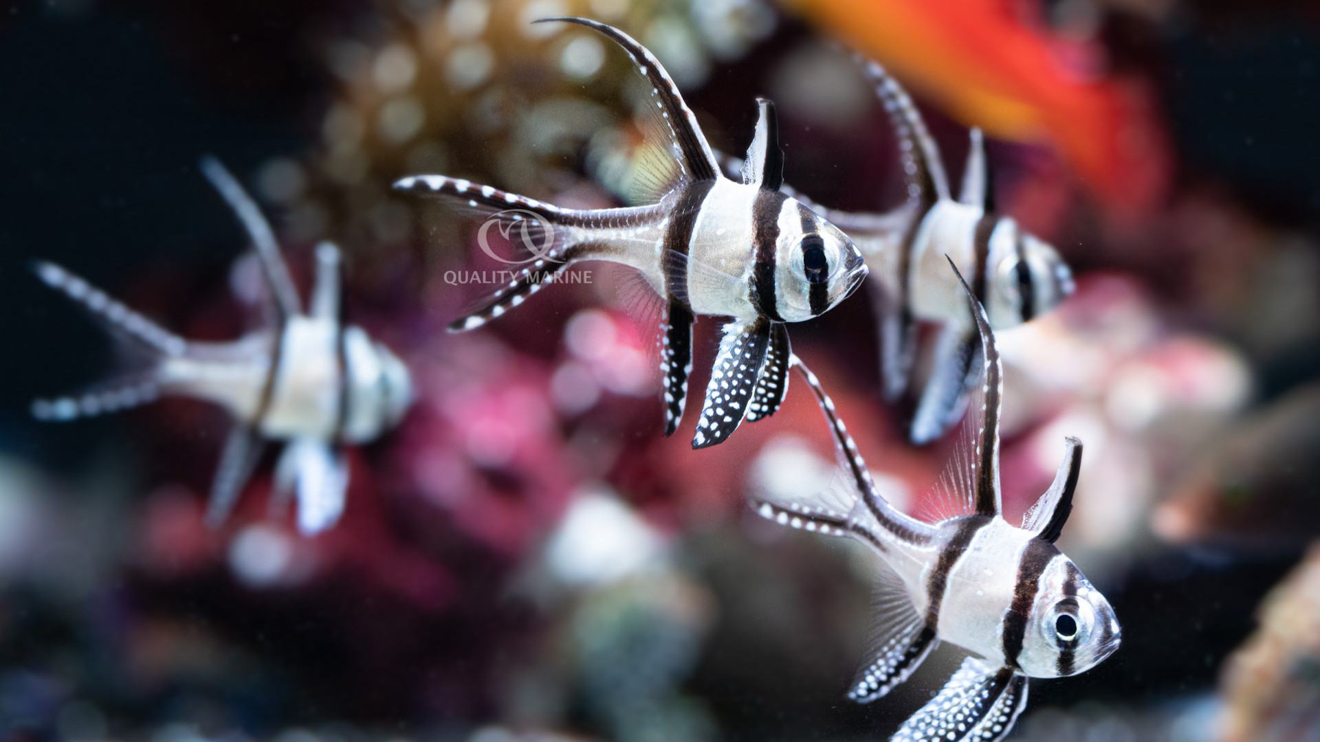 Opening Up thumbnail image