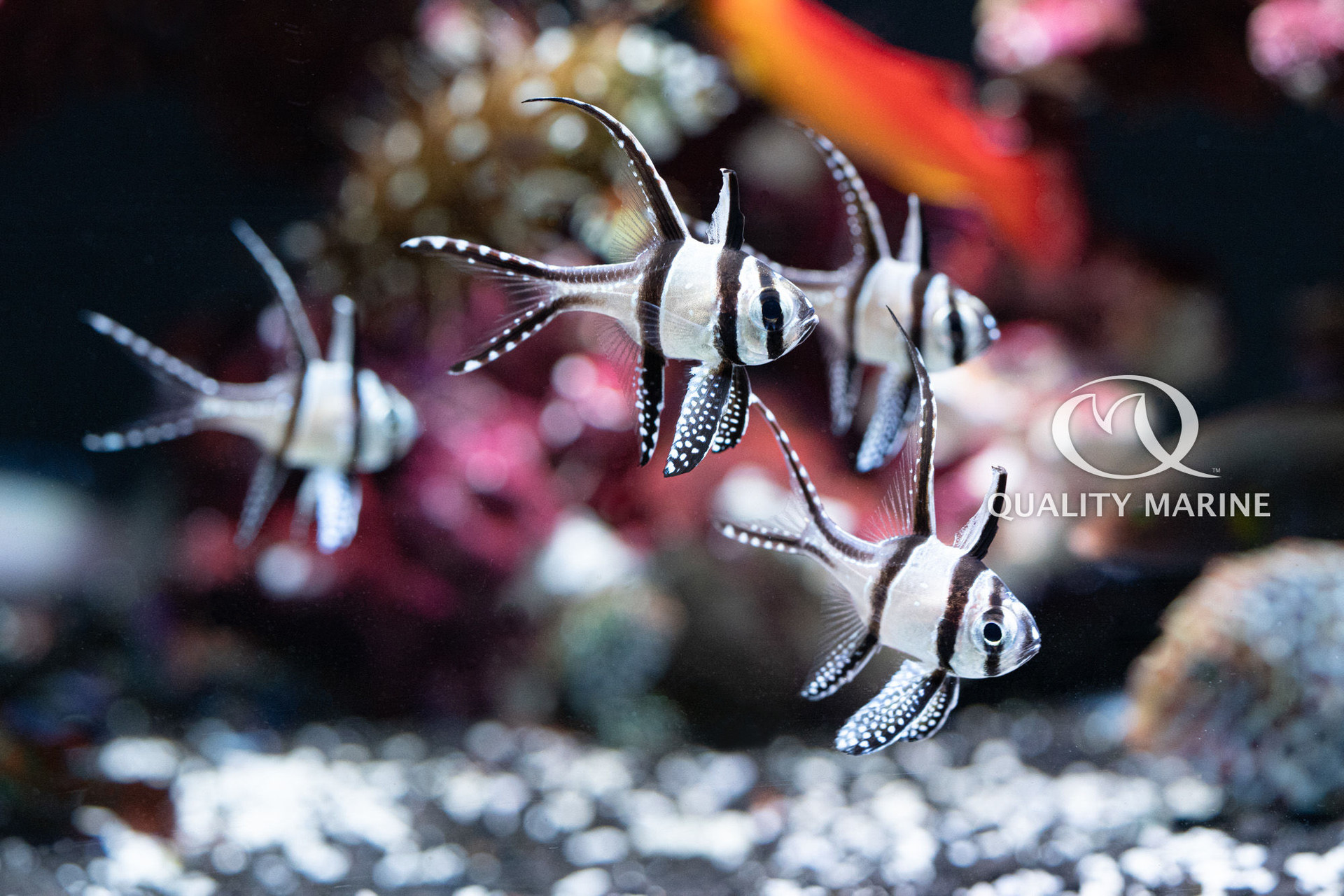 First Time Aquarist Part 1 - Planning thumbnail image