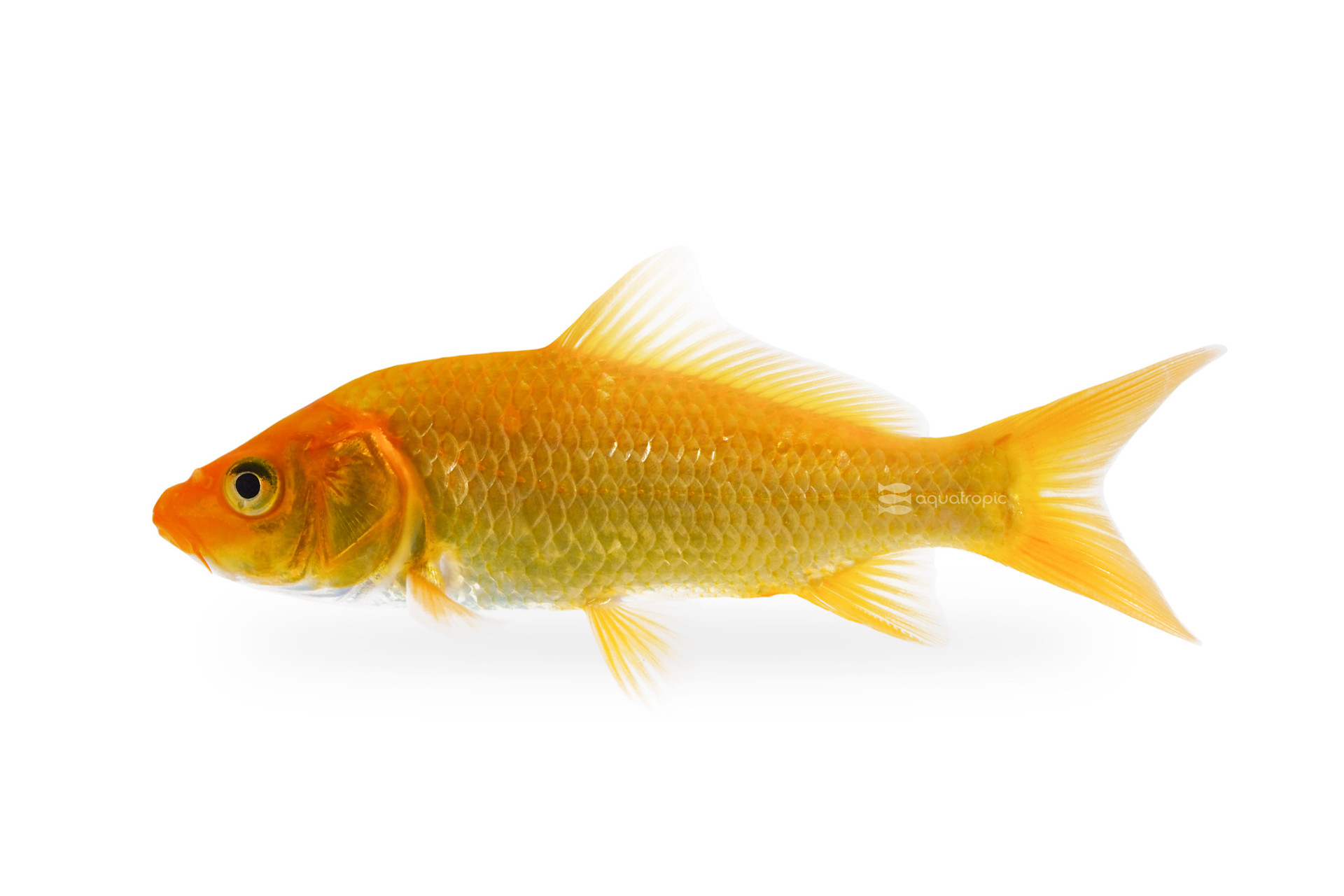 A Stunningly Gorgeous Carp thumbnail image