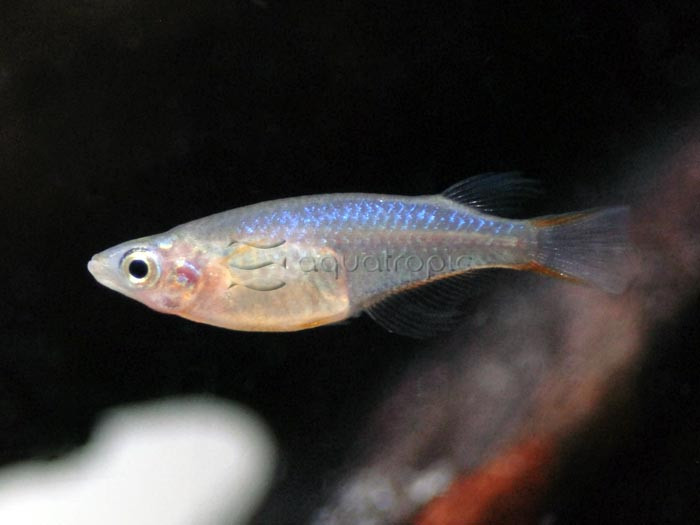 Daisy’s Ricefish (Oryzias woworae) thumbnail image