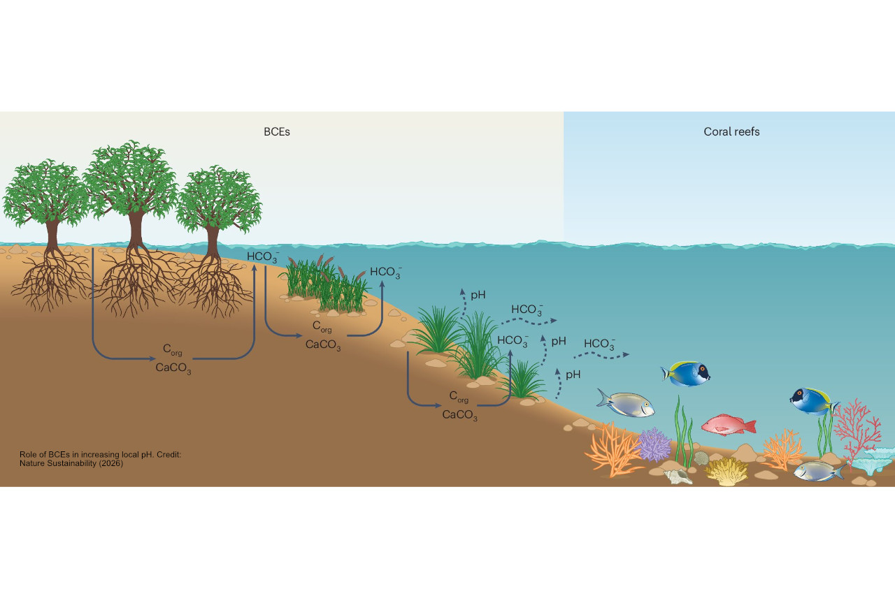 Pairing mangroves and coral reefs could boost carbon storage thumbnail image