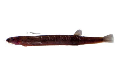 The Kuhlii Loach (Pangio semicincta) thumbnail image