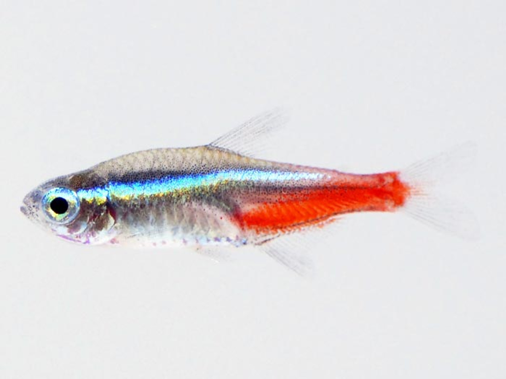 Ten Tremendously Tiny Freshwater Fishes thumbnail image
