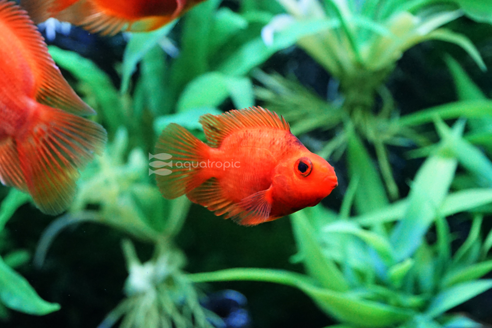 A Wet Pet Named Parrot thumbnail image