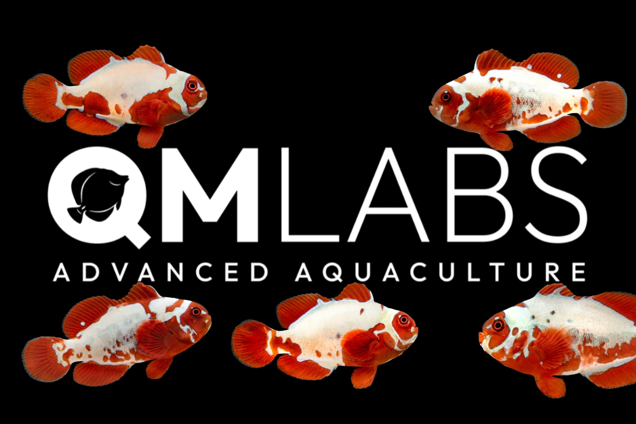 QM Labs Aquacultures Peacekeeper Maroon Clownfish thumbnail image