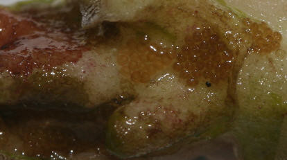 Revisited: Proliferation of Pests thumbnail image