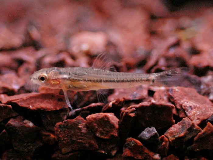 Rosy Loach (Petruichtys sp.) thumbnail image