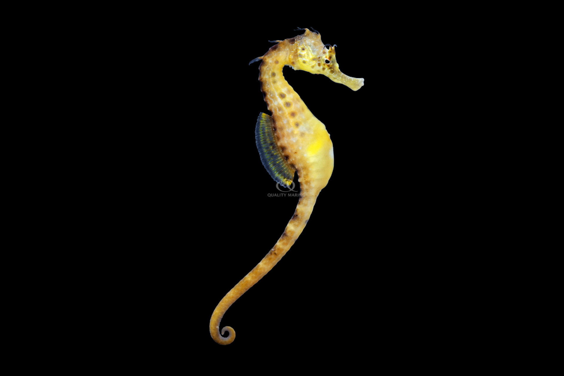 Aquacultured Male Potbelly Seahorse thumbnail image