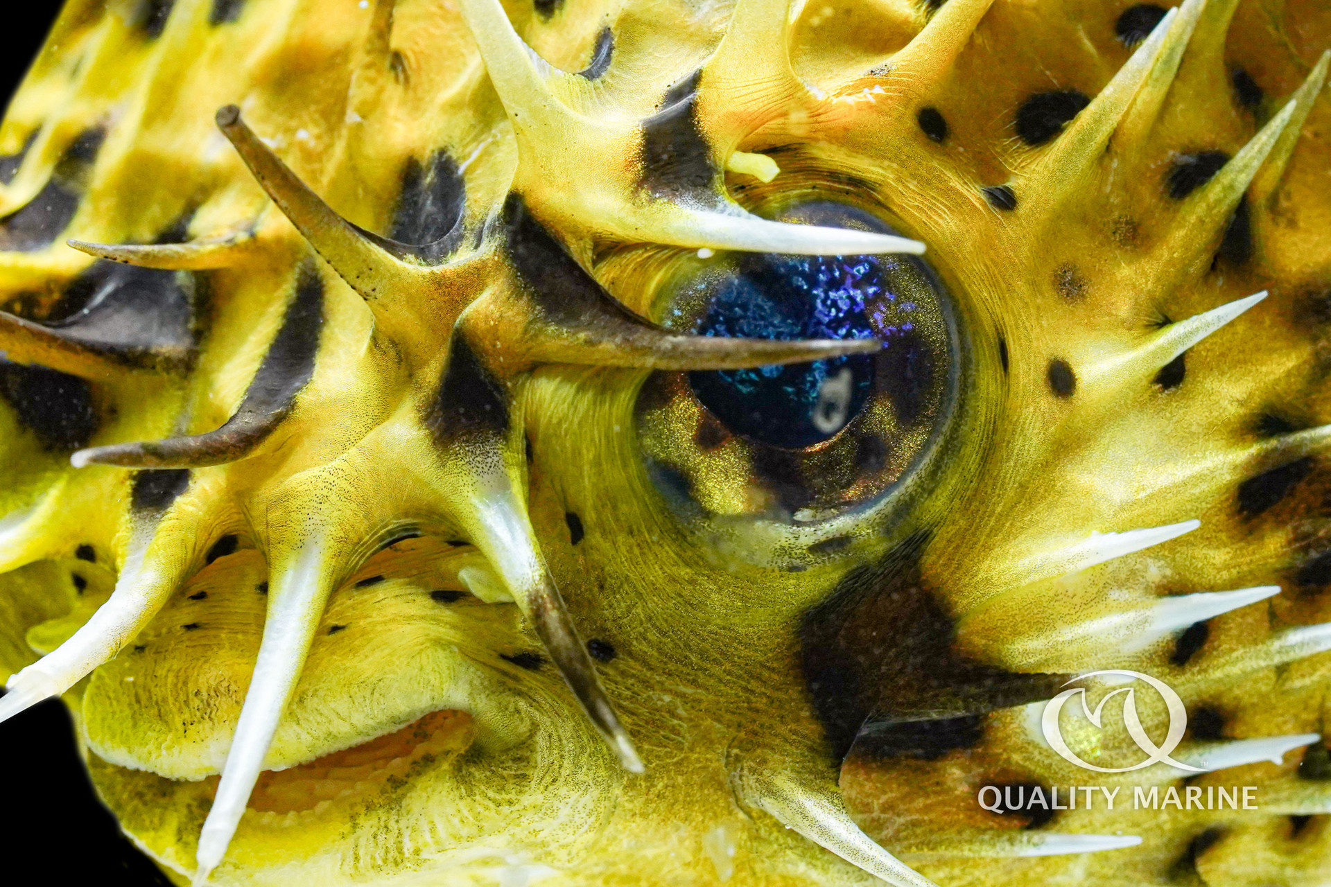 Photo of the week - The Personable Porcupine thumbnail image