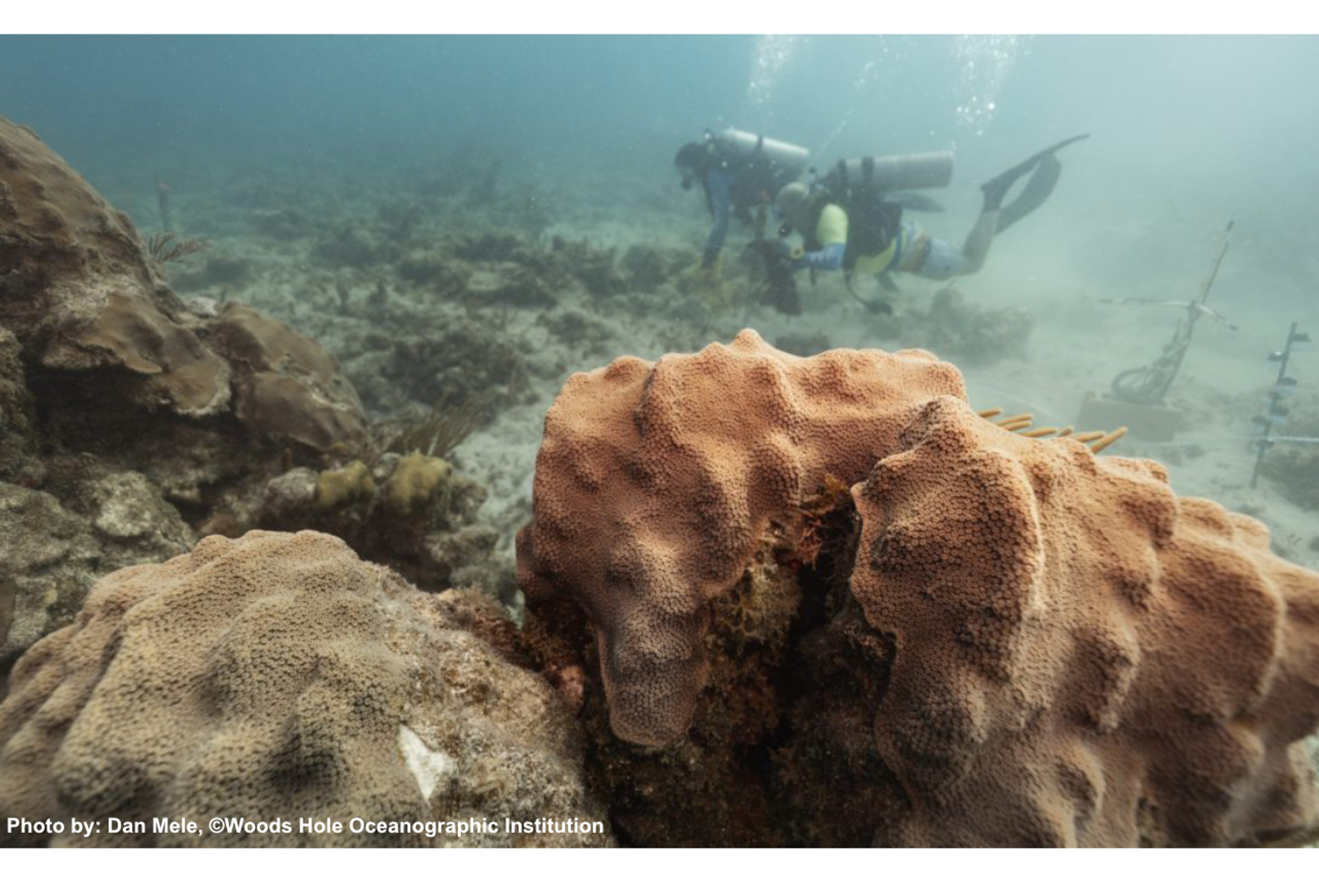 Sonic Youth: Healthy Reef Sounds Increase Coral Settlement thumbnail image