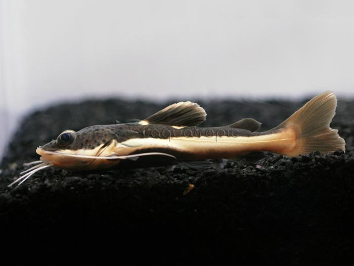 Redtail Catfish (Phractocephalus hemioliopterus) thumbnail image